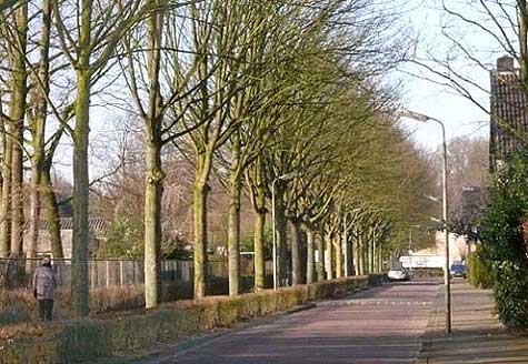 Bomen aan de Slot Loevensteinstraat