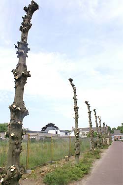 Kaalslag