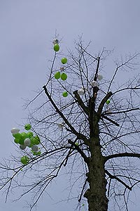 Stadsbomen